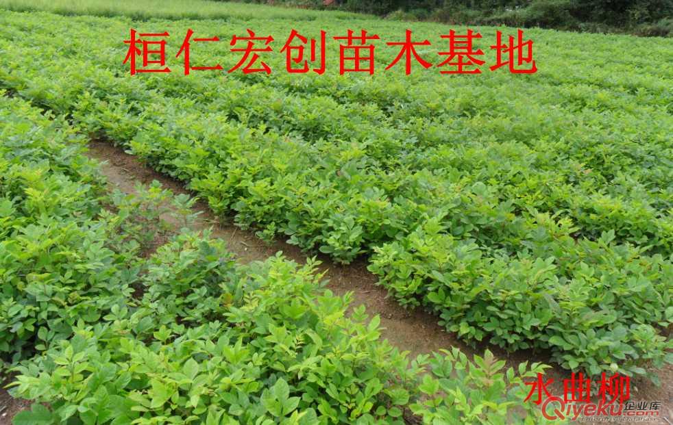 紅松小苗&紅松基地&桓仁紅松&遼寧紅松基地