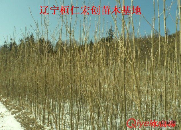 水曲柳小苗、水曲柳基地、水曲柳1-4年苗、水曲柳苗價格原始圖片3
