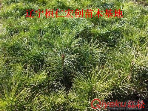 【九角楓小苗、九角楓基地、九角楓叢生樹、遼寧九角楓】