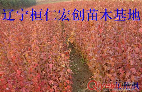 【九角楓小苗、九角楓基地、九角楓叢生樹、遼寧九角楓】