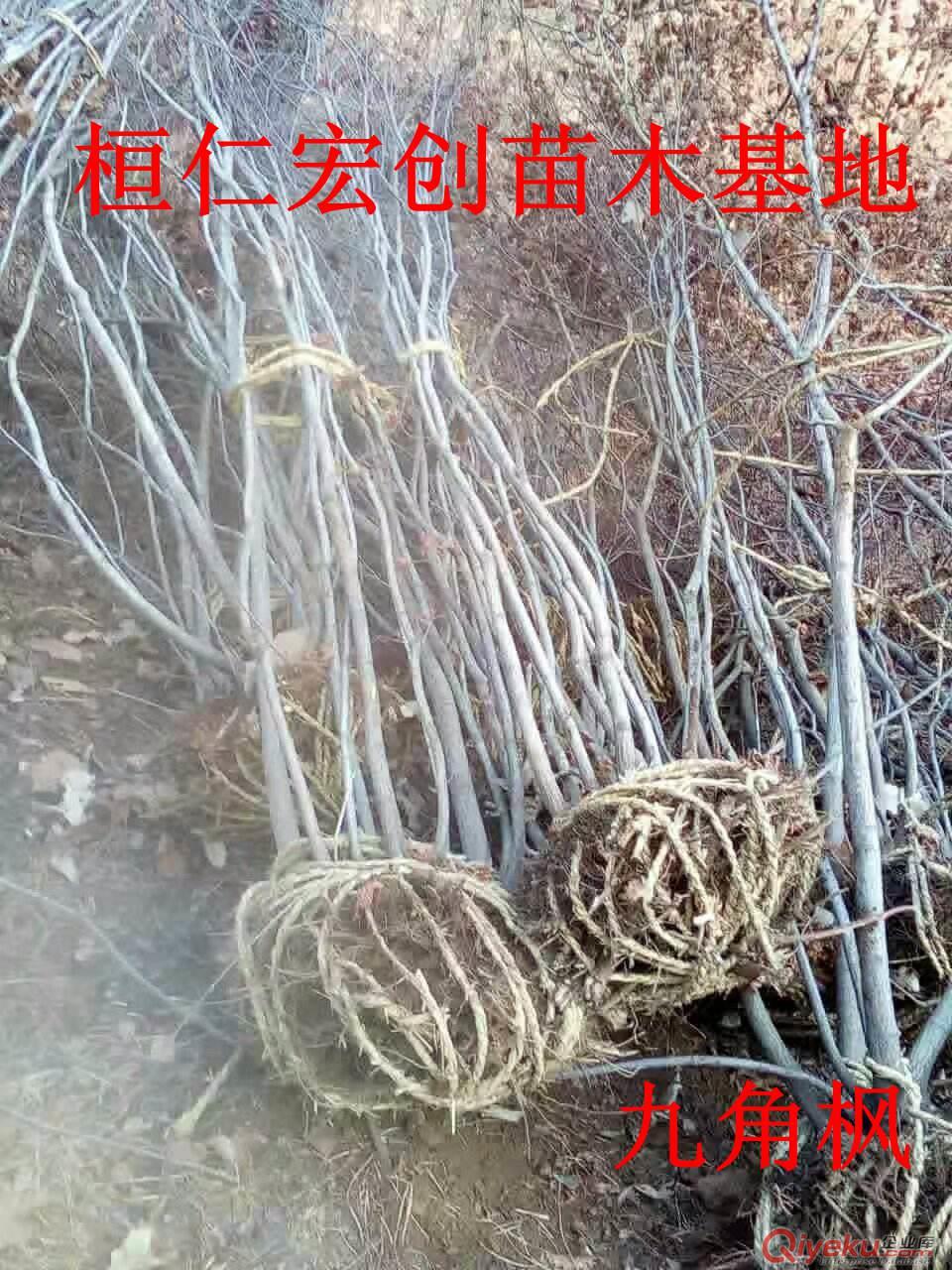【九角楓小苗、九角楓基地、九角楓叢生樹、遼寧九角楓】