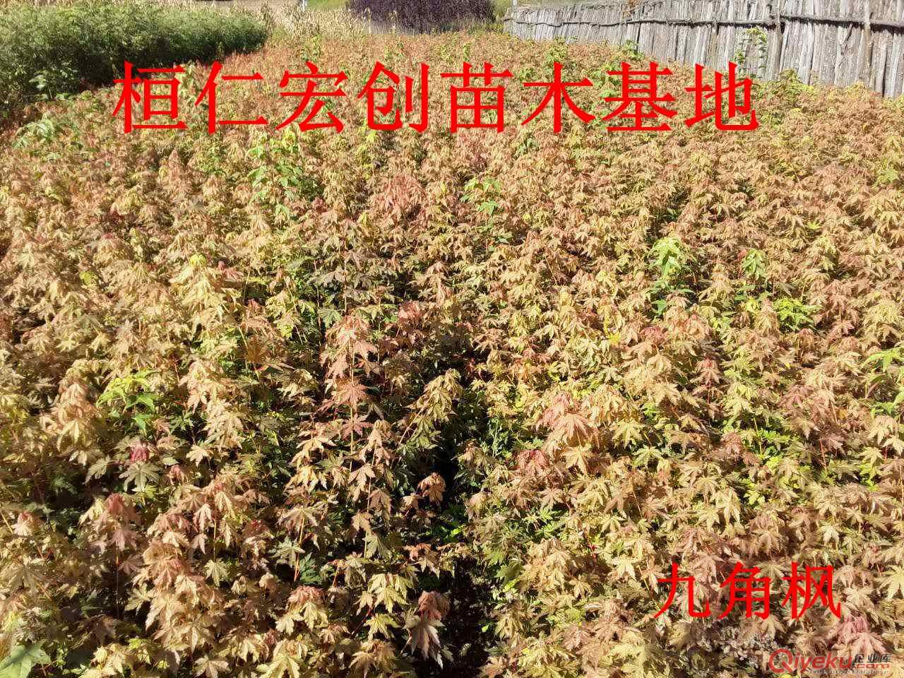 【九角楓小苗、九角楓基地、九角楓叢生樹、遼寧九角楓】