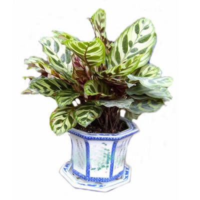 杭州綠植出租_蕭山綠植擺放