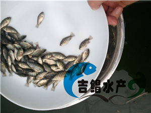  廣州羅非魚苗養(yǎng)殖基地