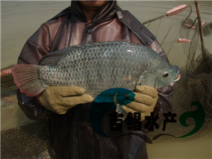  廣東新一代吉富羅非魚苗種苗養殖基地