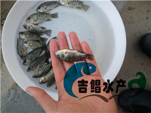 廣東羅非魚苗種苗批發 