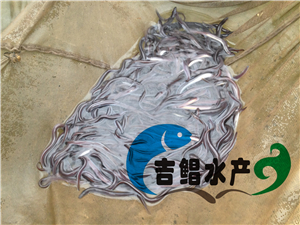   廣州日本鰻魚苗種苗養(yǎng)殖技術(shù)