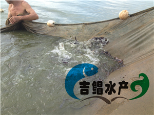  廣州日本鰻魚苗種苗養殖基地