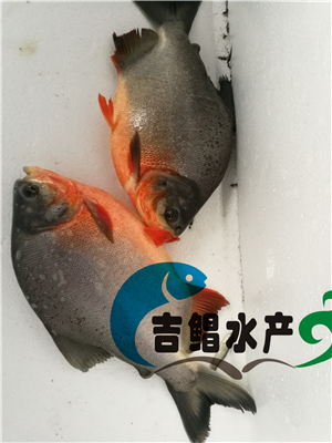   廣州白鯧魚苗養(yǎng)殖