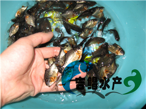   廣州白鯧魚苗養(yǎng)殖