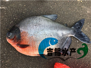  廣東淡水白鯧魚苗養(yǎng)殖