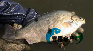 廣東寶石鱸魚苗種苗批發 