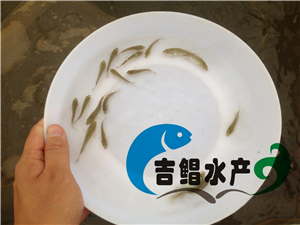 廣東寶石鱸魚苗種苗批發 原始圖片2