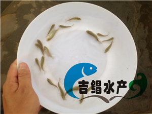  廣東澳洲寶石鱸魚苗吉鯧水產供應原始圖片3