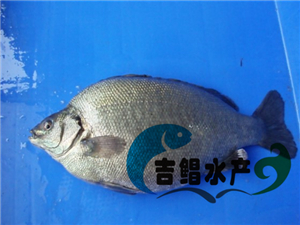  廣東澳洲寶石鱸魚苗吉鯧水產供應