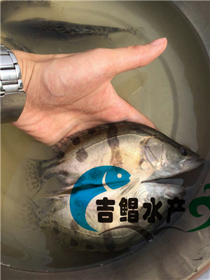  廣東桂花魚苗價格原始圖片2