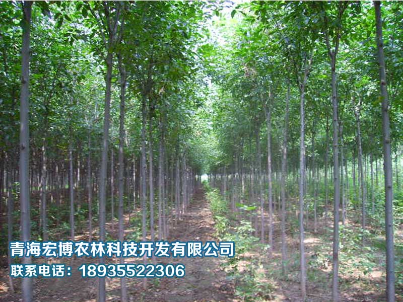 花灌木