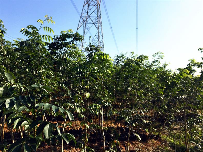 肇慶黃花梨中苗價格行情——茂名黃花梨