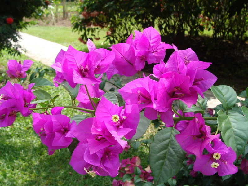 易種植的方景園三角梅基地推薦