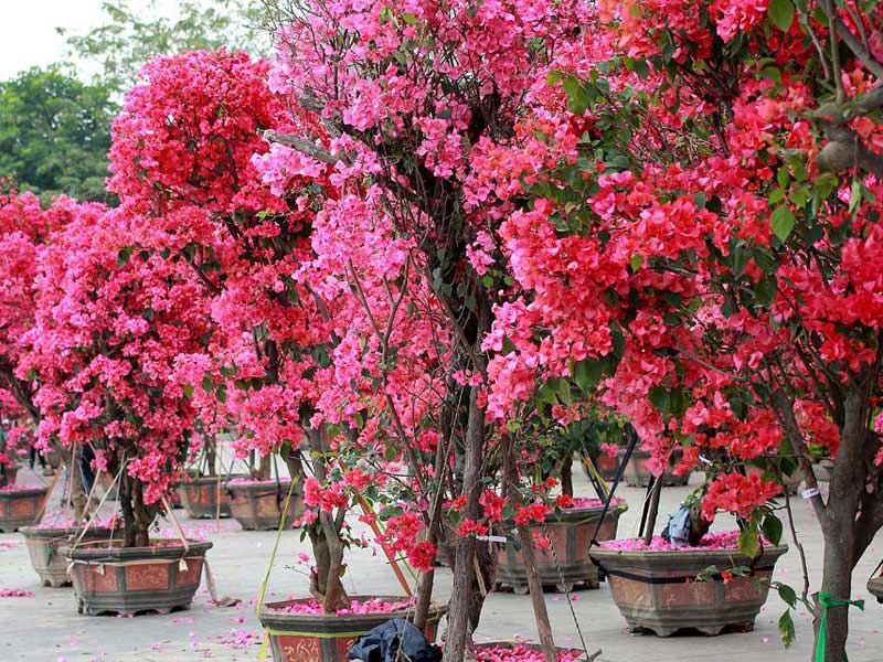 想要至好的盆栽三角梅園林景觀綠化就來(lái)方景園生態(tài)農(nóng)業(yè)——永川盆栽三角梅園林景觀綠化