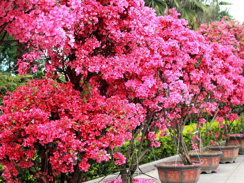 想要至好的盆栽三角梅園林景觀綠化就來方景園生態(tài)農(nóng)業(yè)——永川盆栽三角梅園林景觀綠化