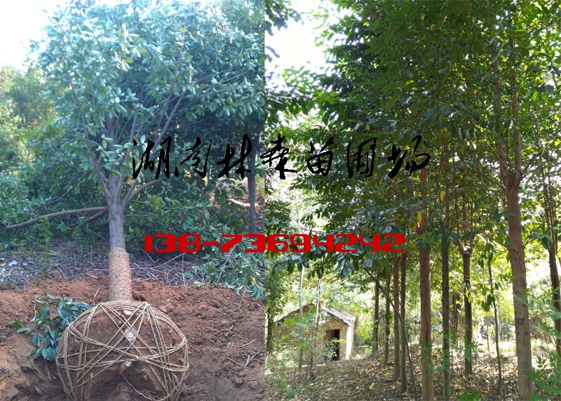20公分22公分25公分樂昌含笑價格原始圖片2