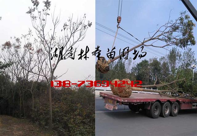 8公分欒樹價格,10公分欒樹價格,12公分欒樹價格原始圖片2