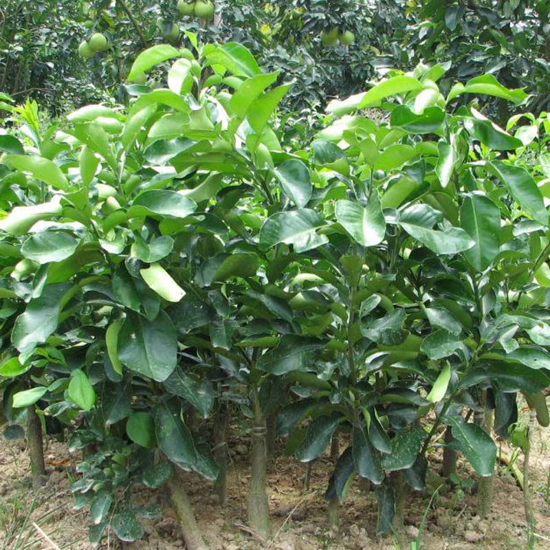 福建平和琯溪蜜柚苗金桔蜜柚苗產(chǎn)地直批