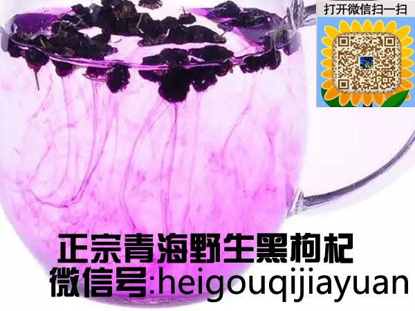 野生黑枸杞_野生黑枸杞的功效與作用_青海諾木洪家園