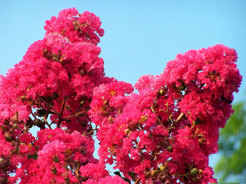 哪家紅花紫薇品種好，江蘇紅葉石楠