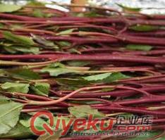阿拉伯茶供應商現貨批發
