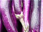 东莞市百善鲜膳食管理——服务{yl}的蔬菜配送供应商——中堂蔬菜配送