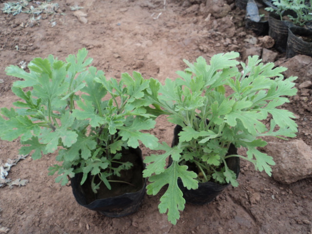 【河北】地被菊种植批发基地