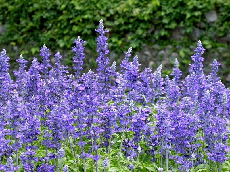 【花草世界美美美】【鼠尾草出售||河北鼠尾草||鼠尾草批发】