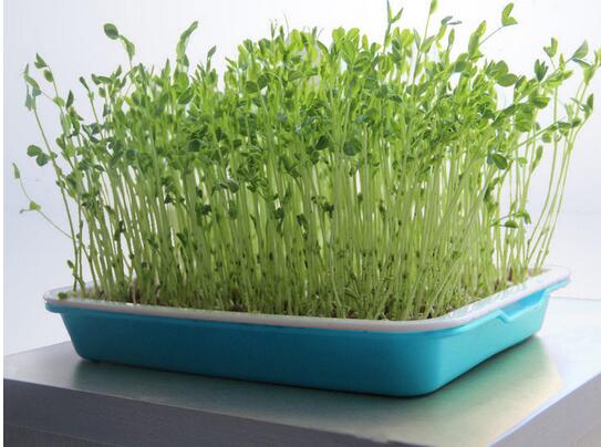 花生芽種植廠家花生芽種植技術找信成