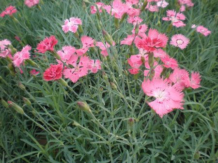 【花都-精品促銷！】青州鼠尾草批發【小龍柏種植基地】扶芳藤基地