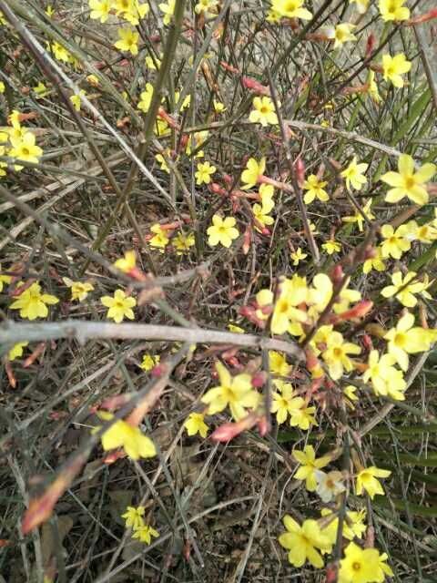 洛陽迎春花種植-偃師迎春花種植