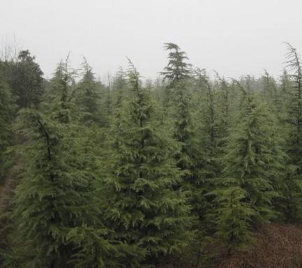 洛阳雪松种植基地_偃师雪松销售