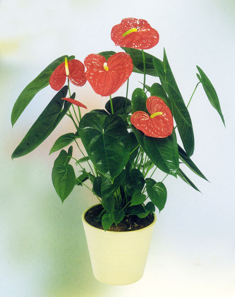 星沙泉塘花卉單位租花 泉塘花卉綠植租賃