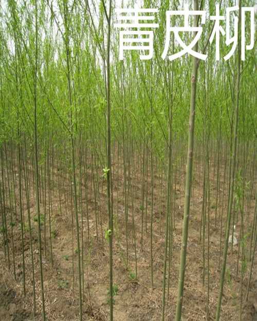 出售柳樹苗批發(fā)/柳樹苗種植基地