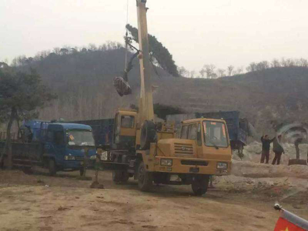 泰山平顶松大量供应998景观造型松树基地直销