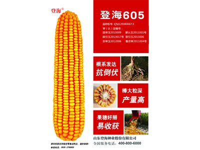 哪里有玉米種子：玉米種子基地怎么樣