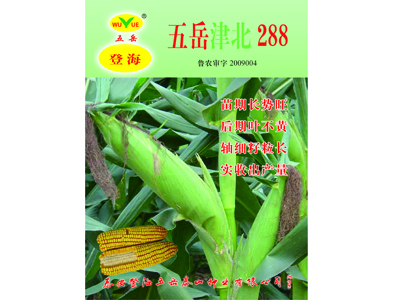 暢銷！登海種業玉米種直銷！熱銷海南！認準登海五岳