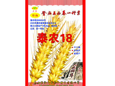 山東小麥種子供應 ，專業玉米種供應商  品種齊全  誠信經營！實力說話