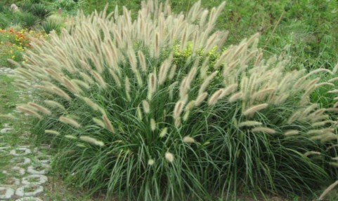 【感恩word顧客】狼尾草種植基地#草花狼尾草#地被狼尾草批發【偉鳳】