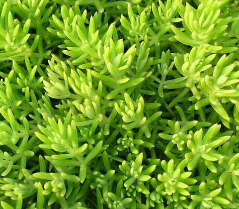 【叮咚~】地被狼尾草批發++狼尾草種植基地++佛甲草種植基地--偉鳳