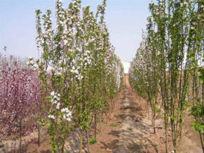 蘭州有信譽度的甘肅園林綠化苗木基地是哪家——甘肅園林綠化苗木銷售