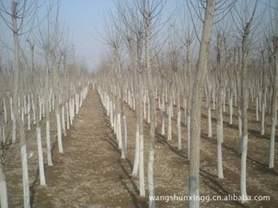 蘭州有信譽度的甘肅園林綠化苗木基地是哪家——甘肅園林綠化苗木銷售