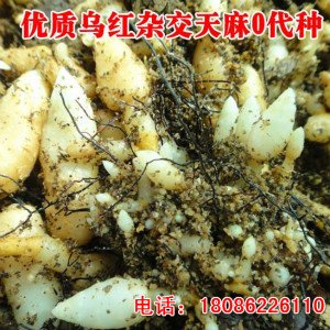 湖南婁底適合種天麻嗎天麻種植需要些什么條件