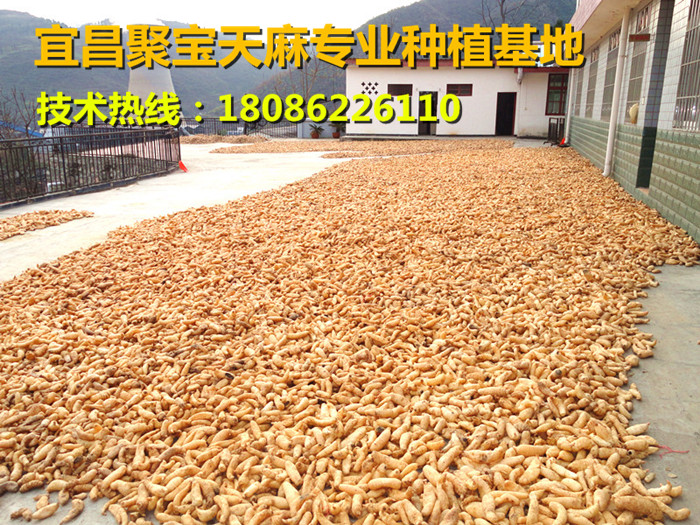 湖南婁底適合種天麻嗎天麻種植需要些什么條件
